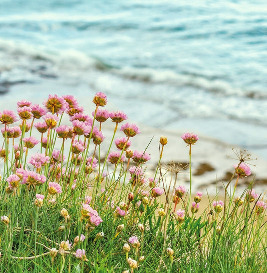 Cornish Greeting card image, Sea Pinks or Thrift, Armeria maritima